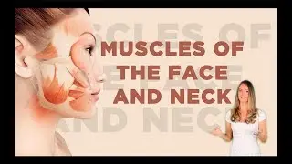 Muscles of the Face & Neck