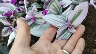 работа полным ходом!!! 😄традесканция.