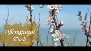 Цветущий Ейск