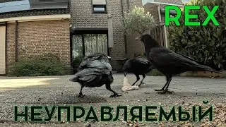 НЕУПРАВЛЯЕМЫЙ REX! #crow #вороны #наблюдение