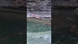 Back to his hole! Epic steelhead fishing! 