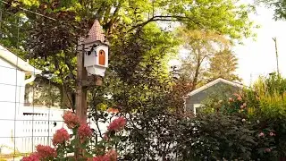 Zone 6 August home garden tour (So many projects!)