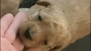 Poodle Puppies- 16 Days