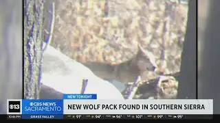 New California gray wolf pack spotted in Sequoia National Forest, 200 miles from nearest known pack