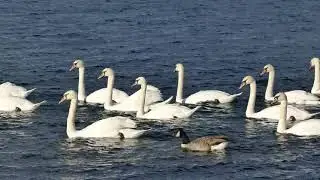 Duck swimming | nature | beautiful | sea sound