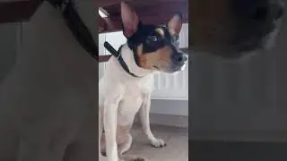 собака 🐕 животное 🐵🐔🐶🐷 собачка пëсик)) спрятался) прелесть) 🥺🤔