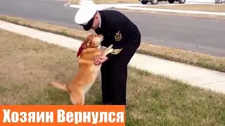 СОБАКИ ВСТРЕЧАЮТ ХОЗЯЕВ после долгой разлуки / ДО СЛЕЗ