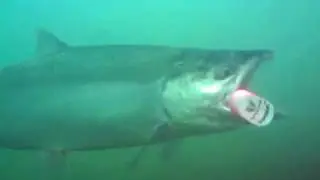 Underwater View: Salmon Chasing Kwikfish Plugs