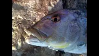 Owner Gekito Jig-Shore Jigging (Dentex-Συναγρίδα)