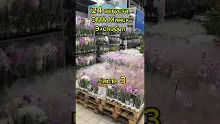 Привоз орхидей. Минск. Часть 3. #орхидеицветут #floweringplant #орхидеи #цветы #пересадкаорхидеи