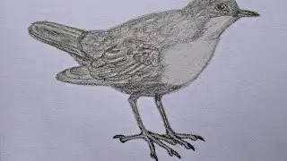 White-throated dipper drawing. Оляпка рисунок