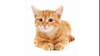 Кот