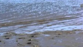 peixe na areia