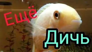 Ещё дичи