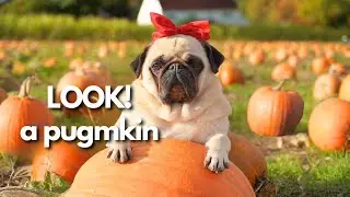 Adorable Pug Reaction to GIANT Pumpkins 🎃🐾