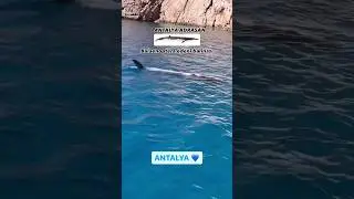 Antalya'nın Sıra Dışı Ziyaretçisi: Mink Balinası'nın İzleri