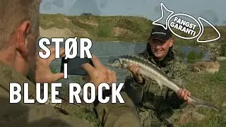 STØR I BLUE ROCK // FANGSTGARANTI