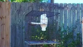 Parrots in Paradise - linkpop.com/ericchancestone