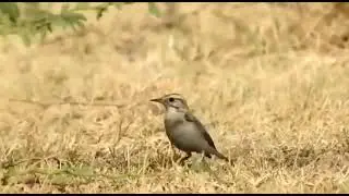 Belly-dance of the white-browed bush chat. Found in North-western India and eastern Pakistan.