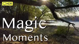 Magic Forest |4K UHD🔅HDR🔅
