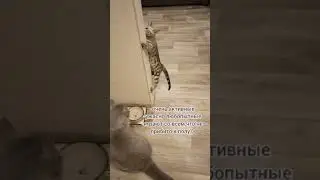 бенгальская кошка. особенности породы