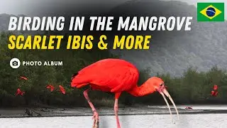 Birding in the Mangrove - Brazil