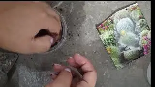 Sembramos semillas de paquete ¿funcionarán 🤔?