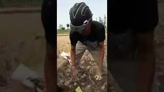 kuli kuli pln ngeres