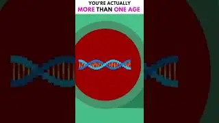 You're Actually More Than One Age
