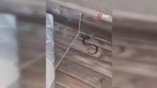 Elazığ’ın Taşı Toprağı Yılan Kaynıyor!