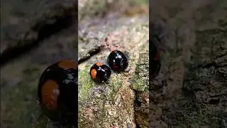Triple Red Spotted Ladybug With Twice Stabbed Ladybug