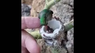 Tiny Hummingbird chicks.. Feeding