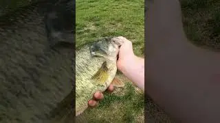 fattest largemouth I have ever caught