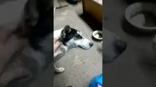 не хотдог а котлета в кошке.