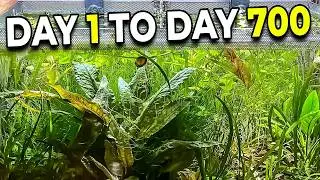 NO CO₂, NO Filter, NO Water Change? Here’s What HAPPENS!