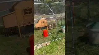 Chicken bully's