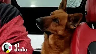 The German Shepherd is the obedient child every parent wants | The Dodo