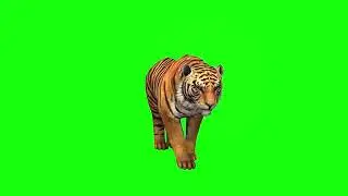 Green screen effect tiger
