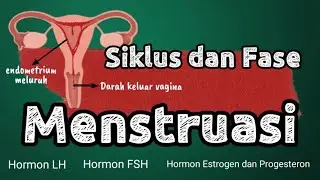 SIKLUS DAN FASE MENSTRUASI