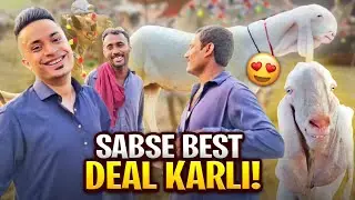 9 LAKH KA CAMEL 😱 - 2 BAKRO KI BEST DEAL HOGAI 🐐😍