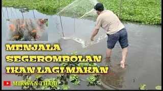 JALA IKAN NILA JALA IKAN GABUS JALA IKAN PATIN JALA IKAN MAS JALA DI SUNGI JALA DI DANAU DURIANGKANG