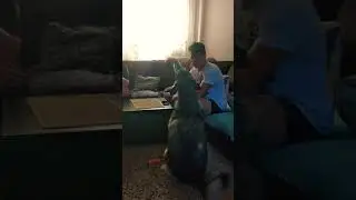 Попрошайка из ада 😂 Дарья