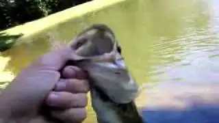 Bass fishing with zoom finesse worms