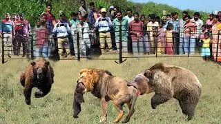 Brave Bear Family Saves Baby Bear From Bloodthirsty Lion King In Witness Of Villagers