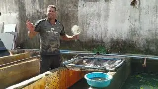 HAVE AN EXTRA INCOME AT HOME WITH YOUR AQUARIUM FISH.
