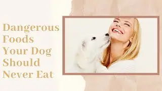Toxic and Dangerous Foods Your Dog Should Never Eat - dangerous foods your dog should never eat