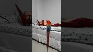 Arara Macao perfeita