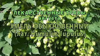 Лекарственные растения августа "Хмель обыкновенный"