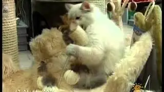 Невские маскарадные котята