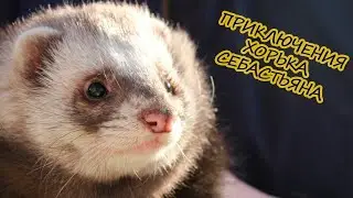 когда хорек не хочет гулять на своих лапках и мочить пузо 